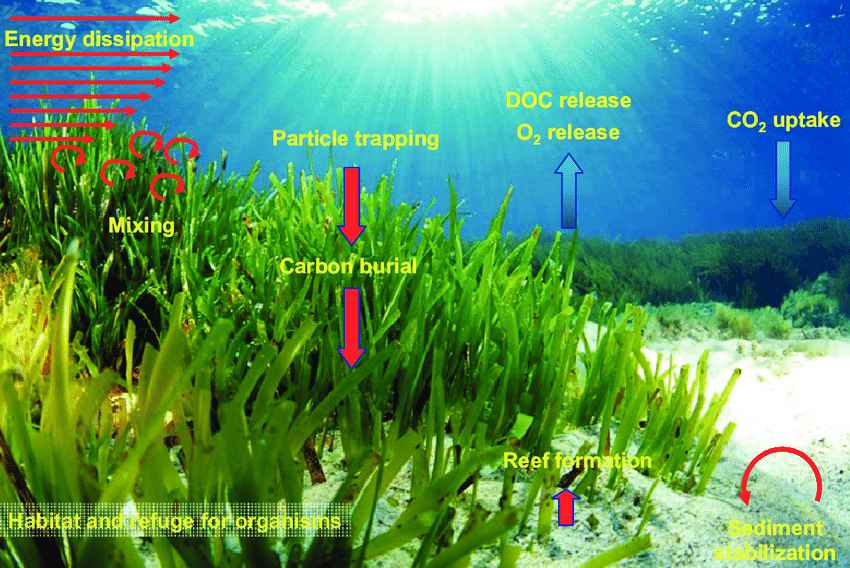 Seagrass-Posidonia-oceanica-ecosystem-benitses