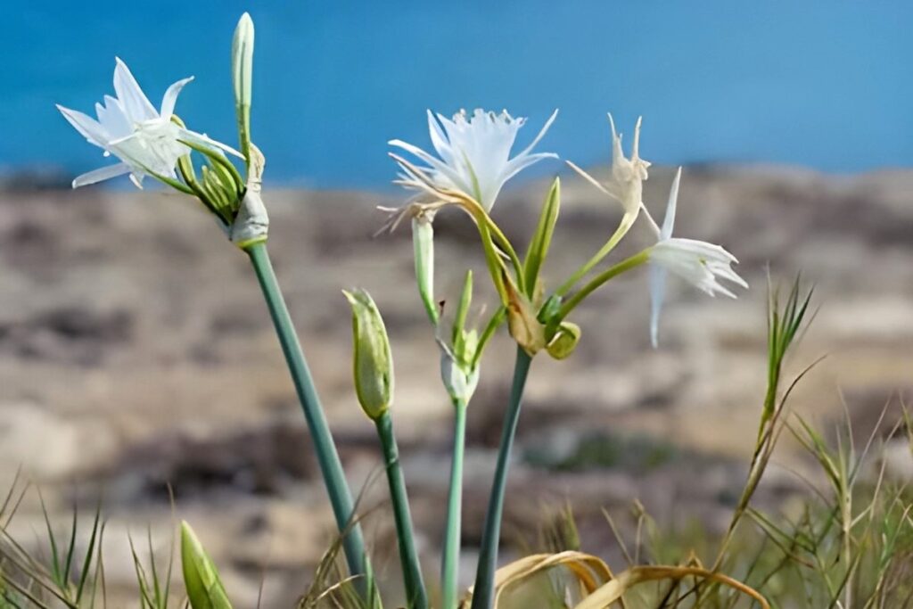 central-corfu-sea-daffodil-glyfada